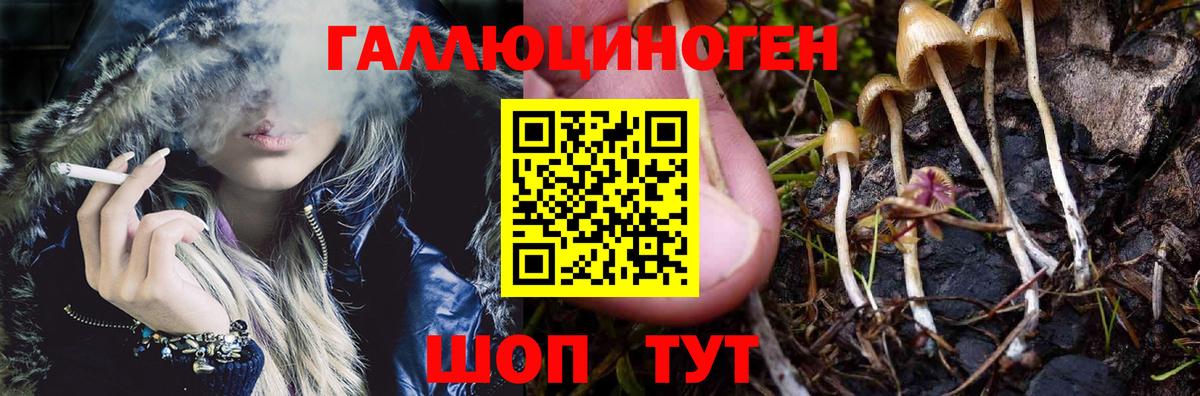 Галлюциногенные грибы Psilocybe Малоярославец