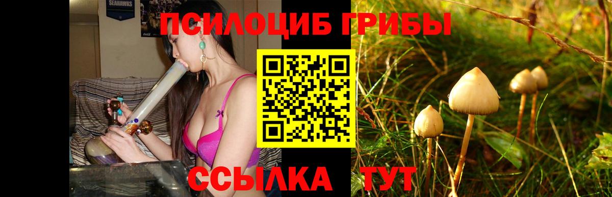 Малоярославец  Псилоцибиновые грибы Cubensis  Вход с VPN 